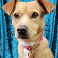 Load image into Gallery viewer, Fancy Bow Pet Portrait Earrings (One Pet)