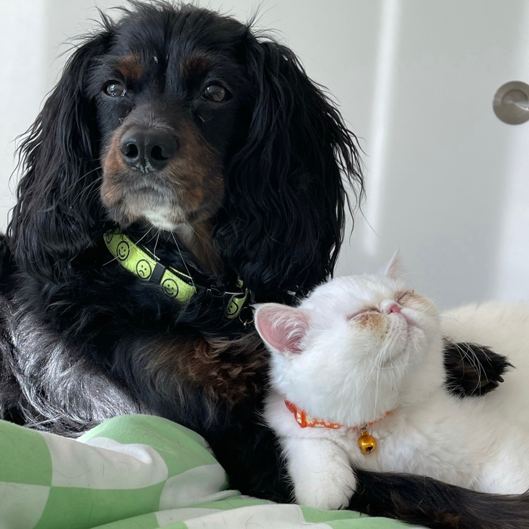 Frilly Heart Pet Portrait Earrings (Two Pets)